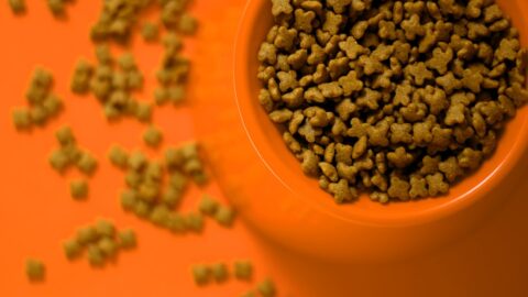 AAFCO vs WSAVA: How to Read a Dog Food Label Without Marketing Distractions