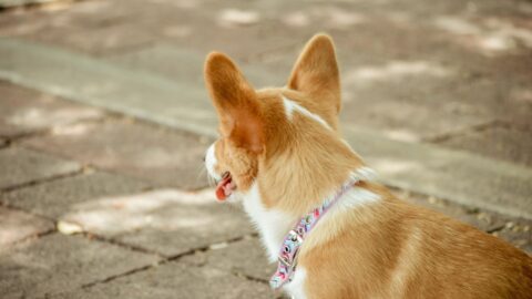 A Basenji standing on a rocky cliff with its tail curled tightly over its back, showing the functional tail knot.