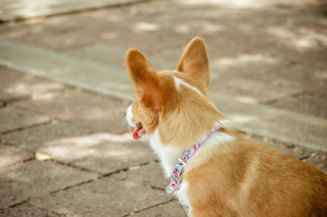 A Basenji standing on a rocky cliff with its tail curled tightly over its back, showing the functional tail knot.