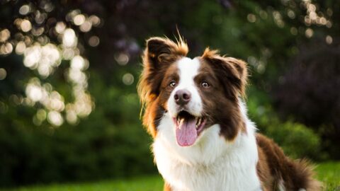 Chaser the border collie looking intently at a frisbee