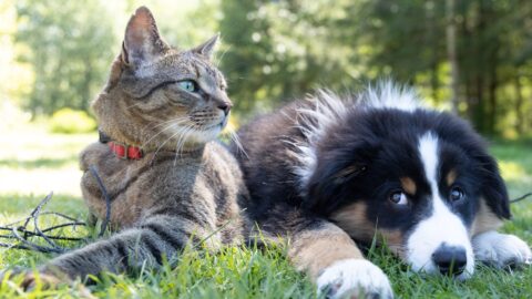A dog and a cat sitting side by side, with the dog looking attentively at a human hand while the cat looks away