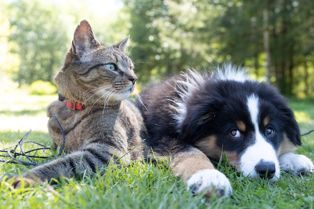 A dog and a cat sitting side by side, with the dog looking attentively at a human hand while the cat looks away