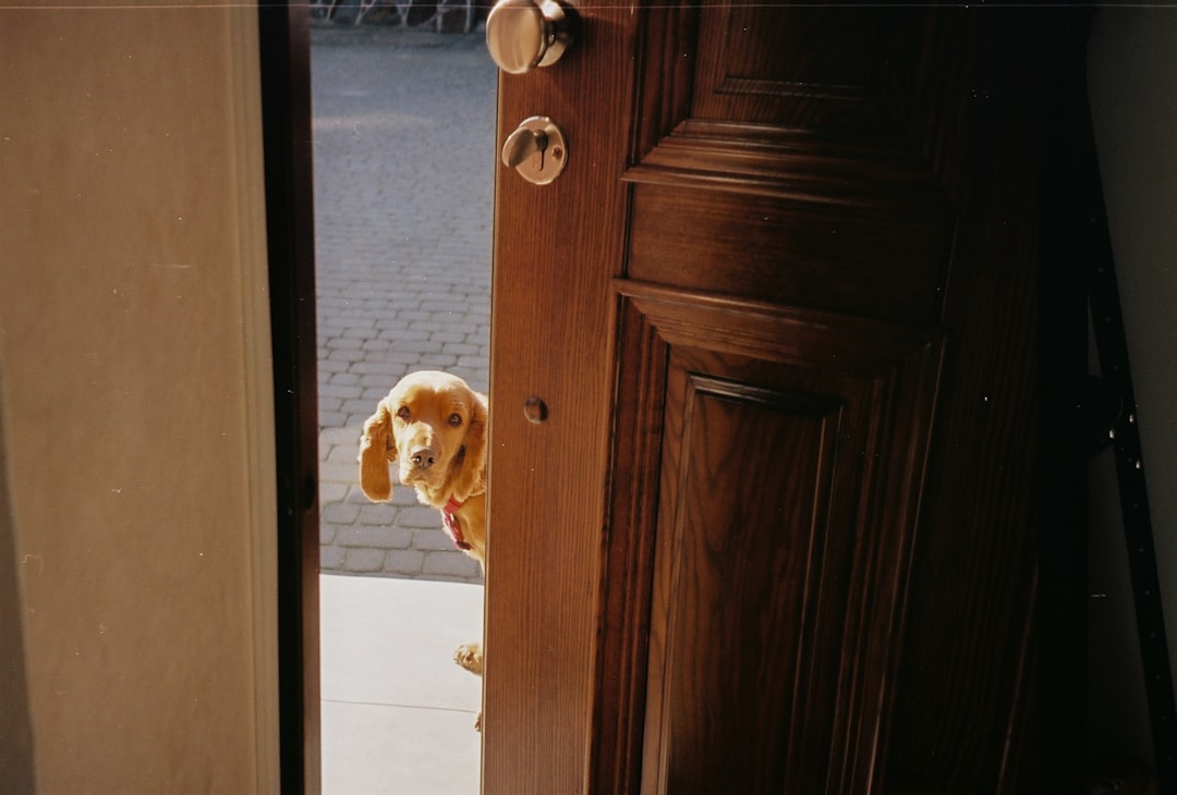 Close-up of a dog with ears back looking anxious near a closed door, illustrating separation anxiety behavior.