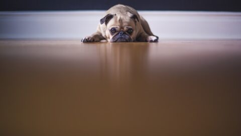 The Ignoring Trap: How &lsquo;Ignore It&rsquo; Fuels Separation Distress