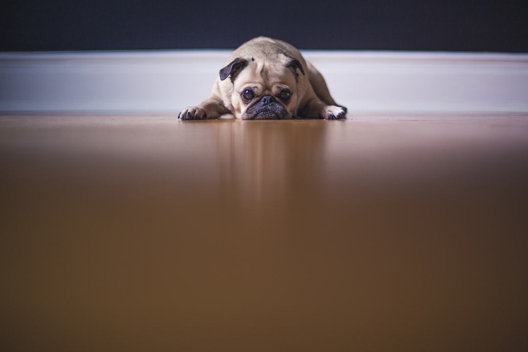 A sad dog looking out a window, illustrating separation distress