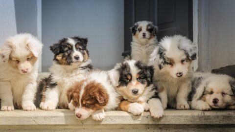 Your Puppy&rsquo;s Socialization Window Isn&rsquo;t a Deadline. It&rsquo;s a Baseline. You&rsquo;re Missing the Second Wave.