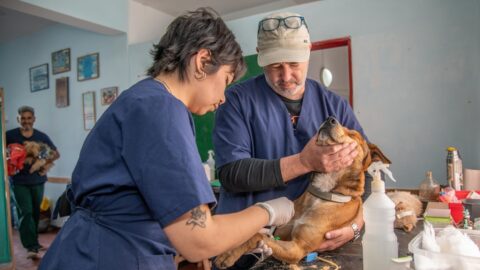 Your Dog&rsquo;s Feeding Chart Is Accelerating Muscle Loss