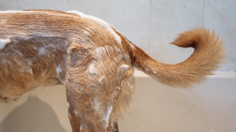 Shaving a Double-Coated Dog Does Not Cool It. It Breaks the Radiator.
