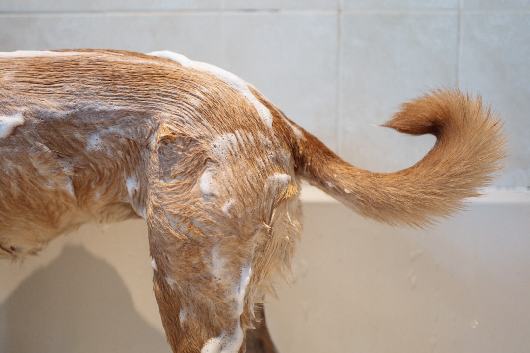 A double-coated dog with its natural thick coat intact, standing in sunlight, demonstrating the protective function of the guard hairs and undercoat.