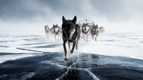 Your Balto Story Is Wrong. The Real Hero Is Togo.