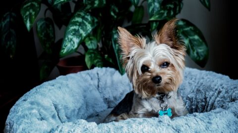 Your Apartment Dog Myth: Size Doesn&rsquo;t Predict Quietness. It&rsquo;s Drive.