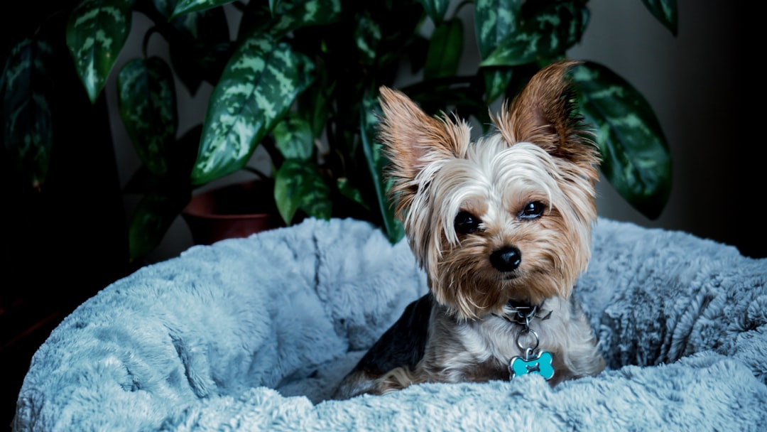 A small, alerting dog barking in a modern apartment living room, illustrating the apartment dog myth.