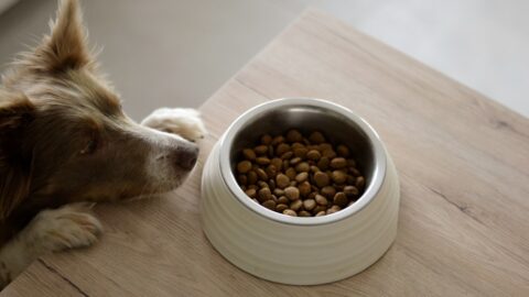 Your Dog&rsquo;s Itch Is Not a Food Problem. It Is a Missing Test.
