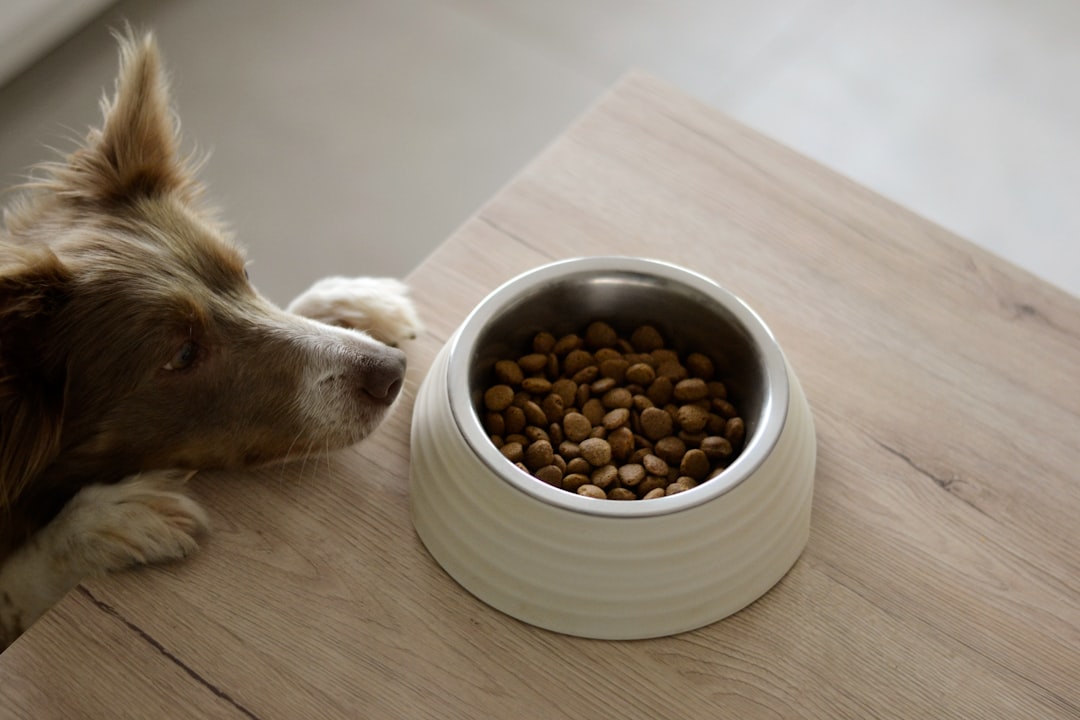 Senior Dog Nutrition: The 1.2 Calcium Ratio That Protects Kidneys