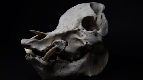 Brachycephalic Obstructive Airway Syndrome: The 4 Components of the Squeeze