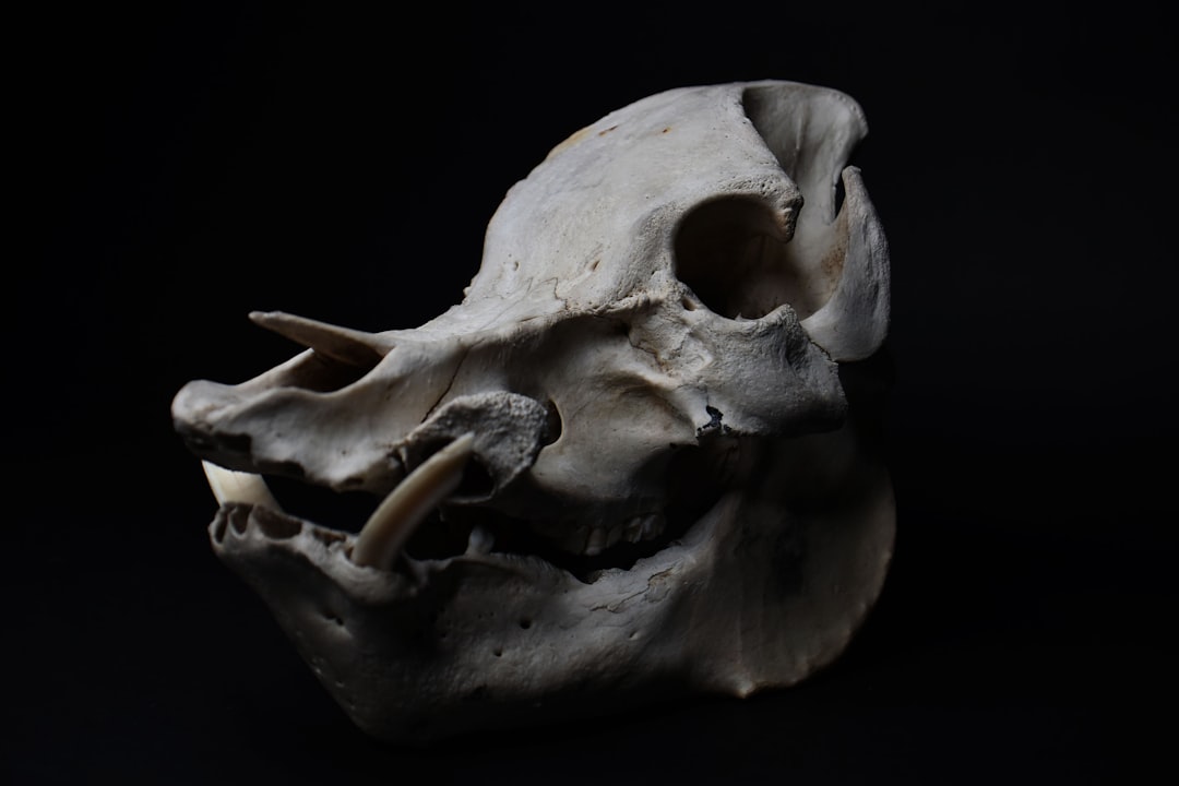 Diagram showing brachycephalic obstructive airway syndrome anatomy in a bulldog skull