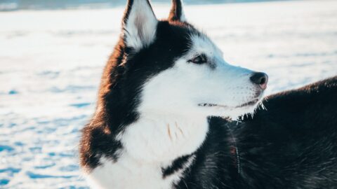 Standard Brushes Trap Undercoat: Why Deshedding Tools Work Better for Double-Coated Breeds
