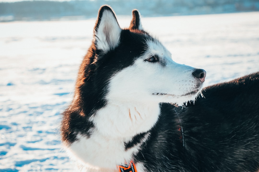 A Siberian Husky being groomed with a deshedding tool, showing loose undercoat being removed.