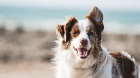 A Dog Breeds List Is Not a Catalog. It&rsquo;s a Filter.