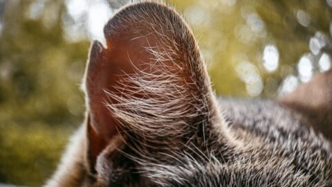 Your Dog&rsquo;s Droopy Ears Are Not Cute. They Are a Moisture Trap.