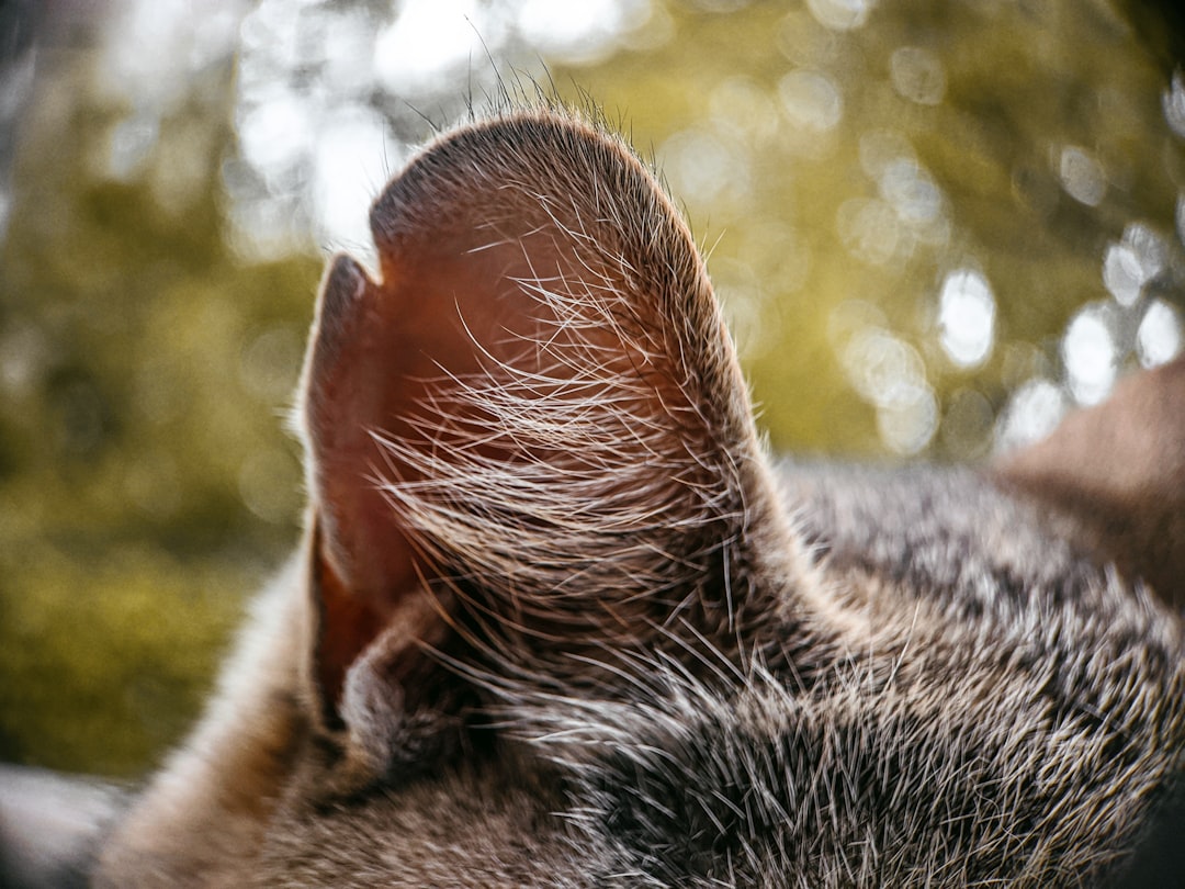 A close-up of a golden retriever's droopy ear being gently lifted to reveal the inner canal, highlighting the moisture trap risk.