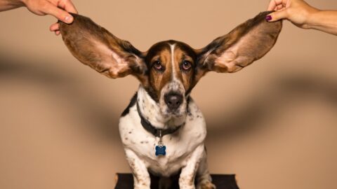 Your Dog&rsquo;s Ear Cleaning Routine Is Wrong. It&rsquo;s the L-Shape Canal.
