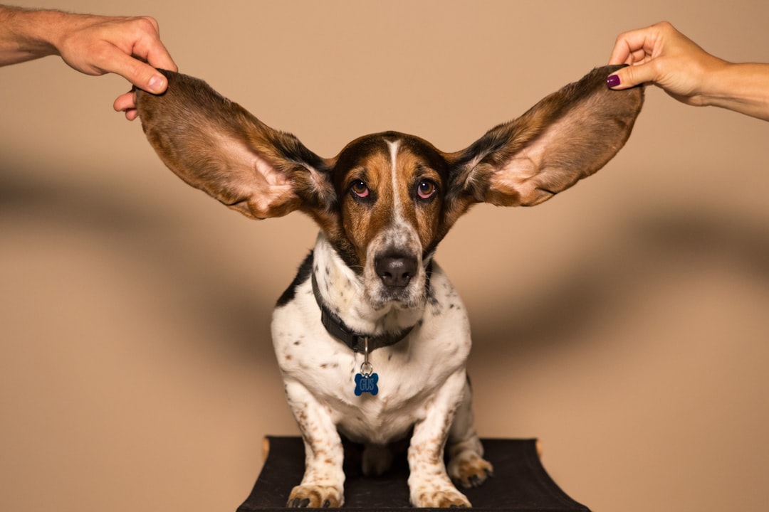 Close-up anatomical diagram showing the L-shape of a dog ear canal with a hand demonstrating the straightening technique for cleaning