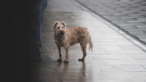 A golden retriever standing rigid on a sidewalk, frozen in place with ears back, illustrating the dog freeze response