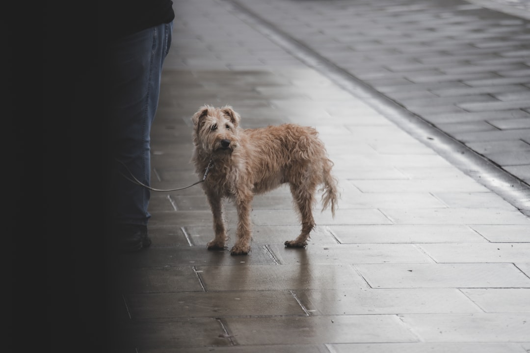 A golden retriever standing rigid on a sidewalk, frozen in place with ears back, illustrating the dog freeze response