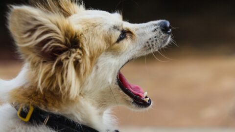 Your Dog Keeps Sneezing: The Sound Tells You If It&rsquo;s Reverse Sneezing or Collapsed Trachea.