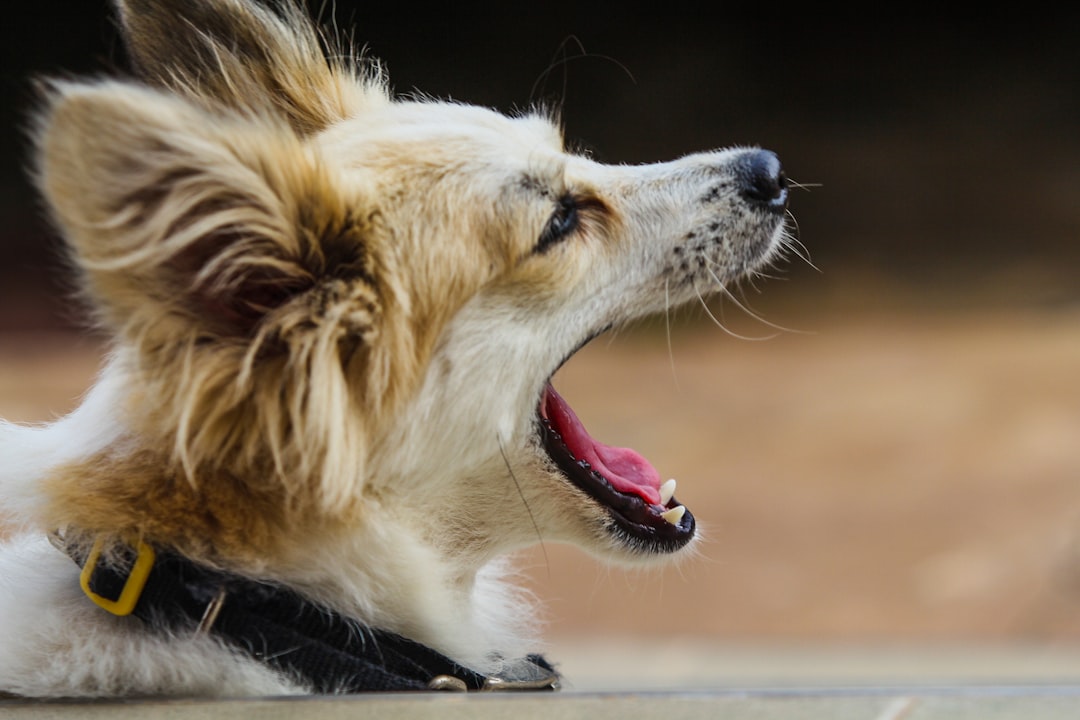 Small dog with extended neck making reverse sneezing sound