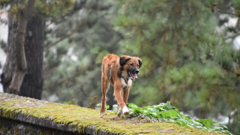 Your Dog&rsquo;s Staring and Grass Eating Aren&rsquo;t Weird. They&rsquo;re Signals.