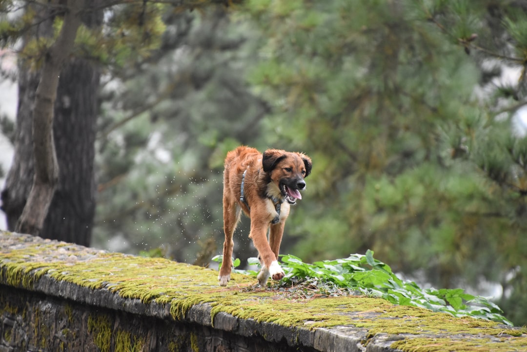 A close-up of a dog staring intently at a wall, with a second dog eating grass in the background, illustrating the medical threshold between instinct and illness.