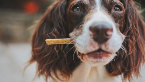 A dog looking away from its owner while eating a treat, illustrating the eye contact trap concept