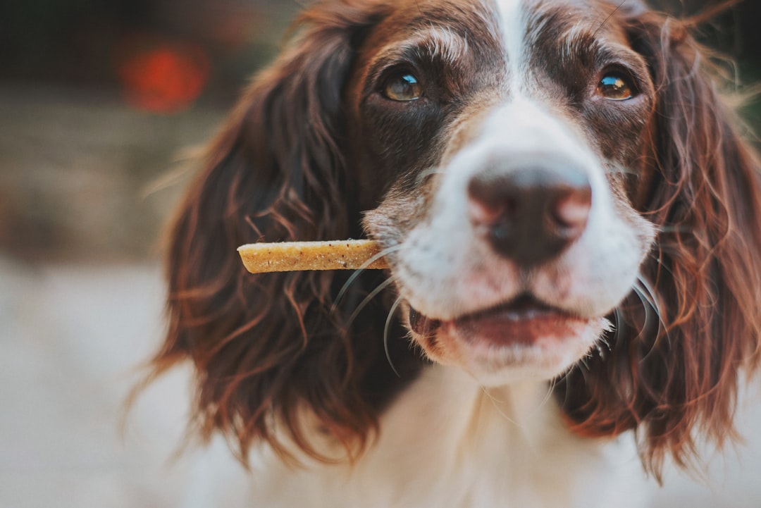 A dog looking away from its owner while eating a treat, illustrating the eye contact trap concept