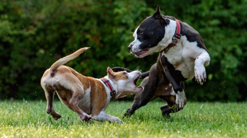 Foster-to-Adopt: The Behavioral Triage Protocol That Saves Dogs