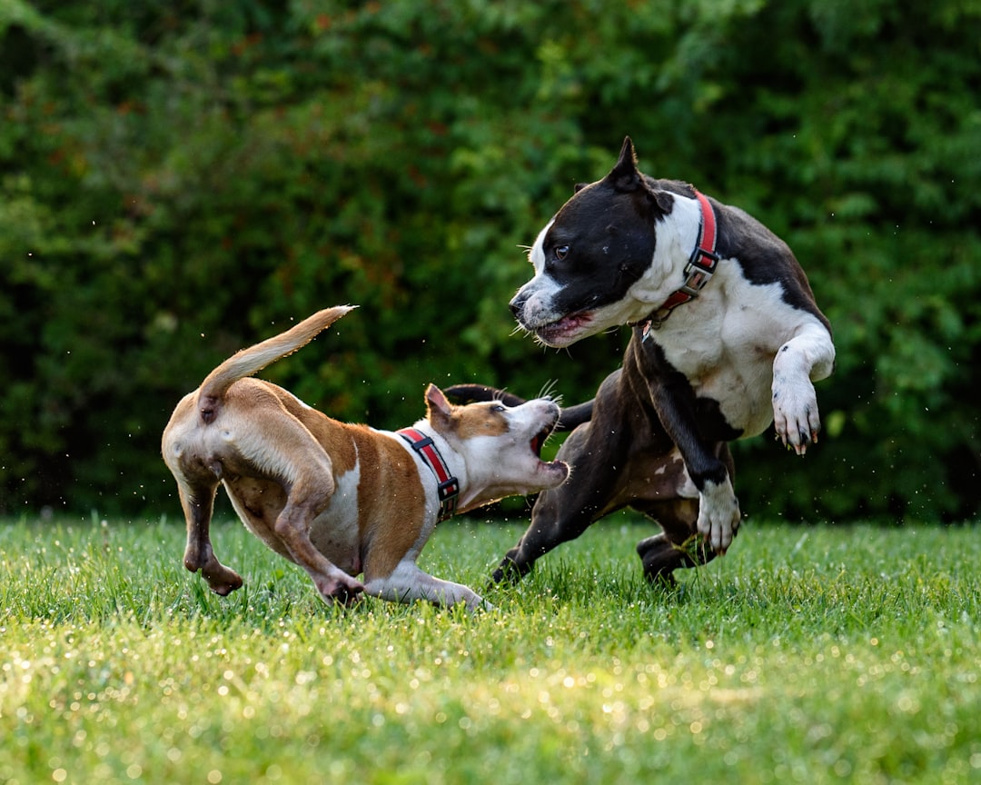 A dog playing with a tennis ball in a foster home, demonstrating the difference between shelter suppression and home compatibility.