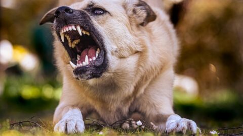 Heat Stroke vs Heat Exhaustion: The 3 Vital Signs That Separate Emergency From Rest
