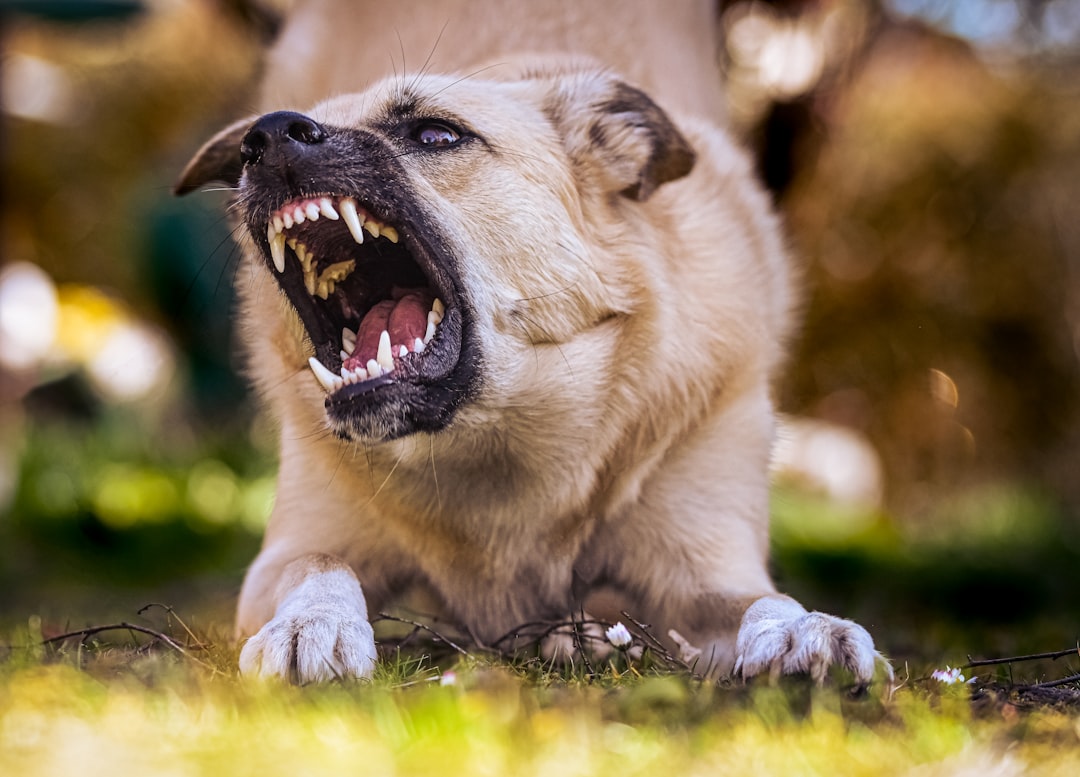 A close-up of a dog's mouth showing pale, white gums, indicating heat stroke vs heat exhaustion emergency.