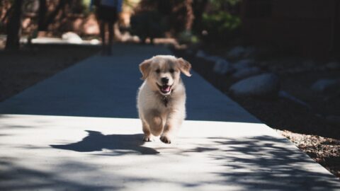 How Much Exercise Does a Dog Need? The 30-Minute Joint Threshold That Matters