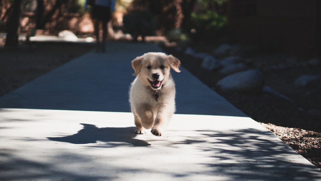 A golden retriever puppy walking on a leash, demonstrating low-impact exercise within the 30-minute threshold for joint health