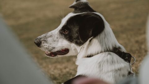 How to Train a Dog: The 10-Foot Focus Rule