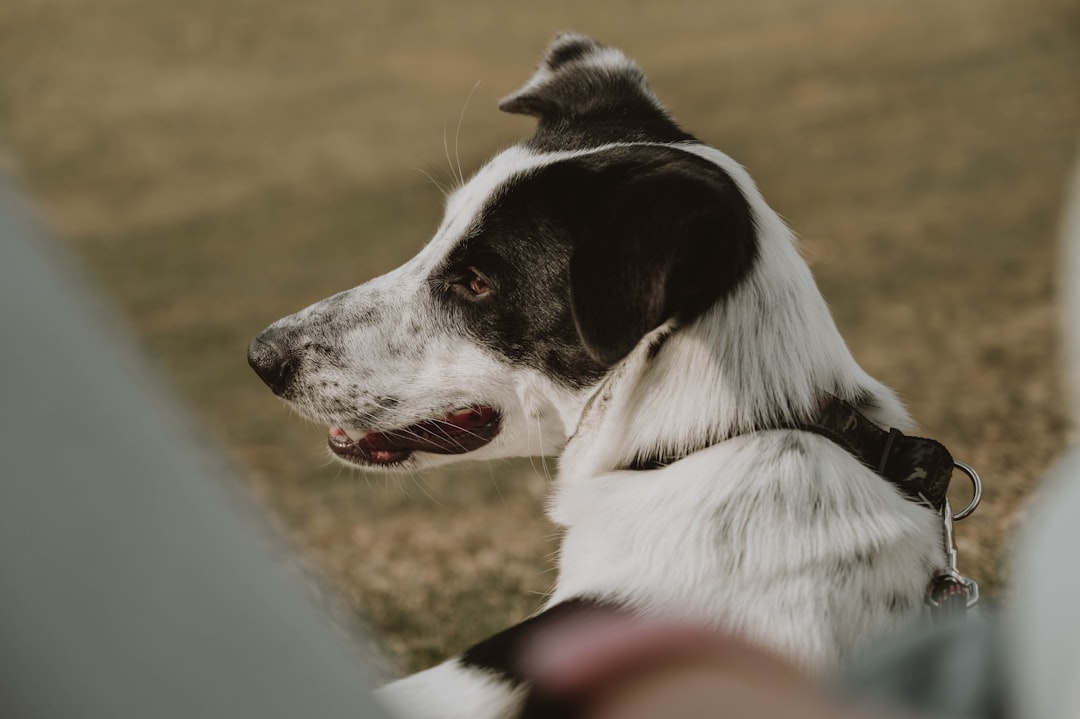 A dog looking intently at its handler's face from close proximity during a training session