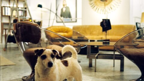 Laika&rsquo;s Orbit Wasn&rsquo;t Science. It Was a Death Sentence.