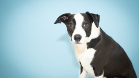 The MDR1 Mutation: Why Your Dog&rsquo;s Heart Medication Could Be the Real Culprit