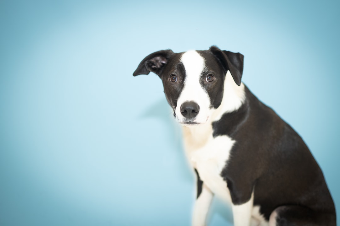 Close up of a Collie dog's face with a subtle genetic DNA helix overlay, representing the MDR1 mutation.
