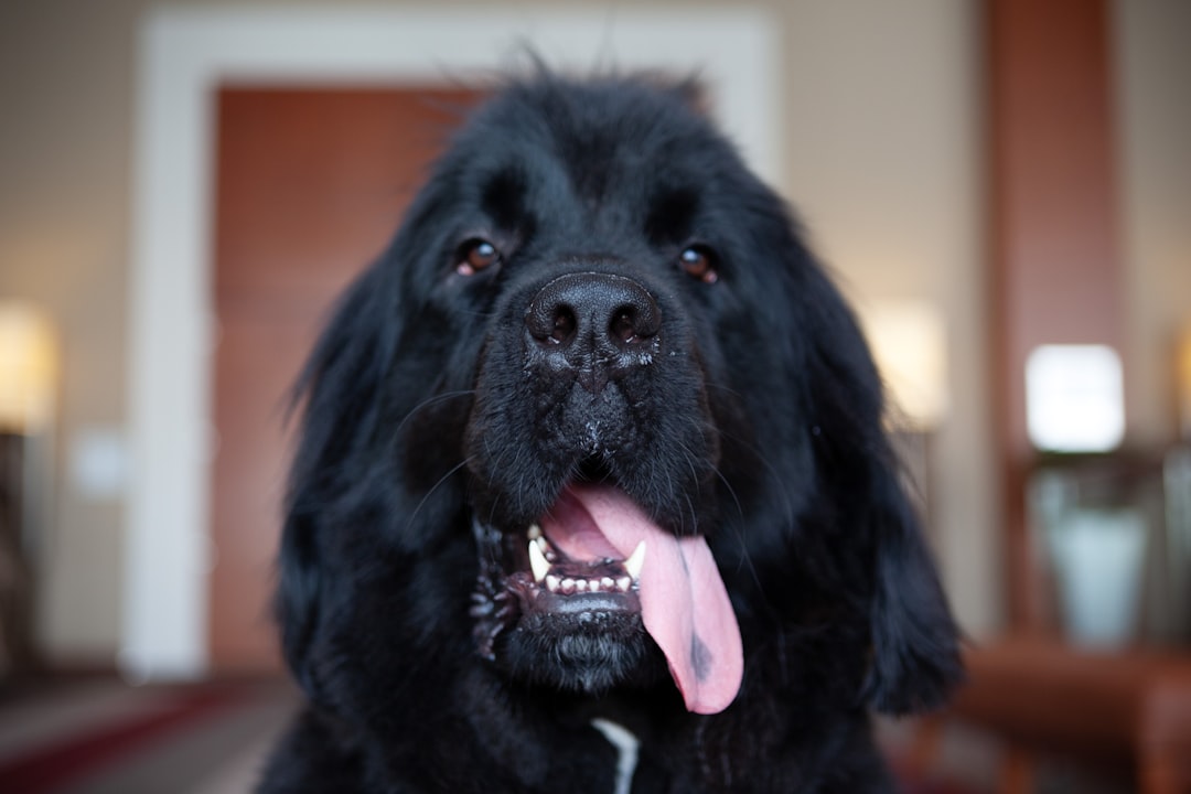 Close-up of a Newfoundlands large webbed feet in shallow water