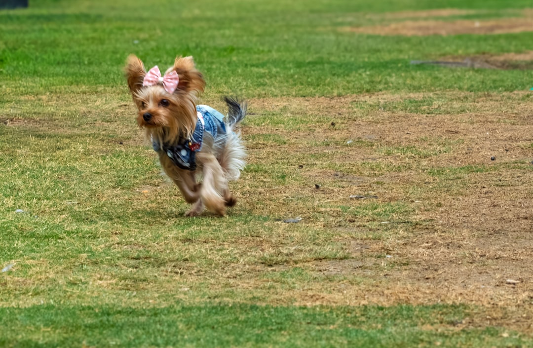 A mixed-breed dog dropping into a play bow with front paws on the grass and rear end high in the air