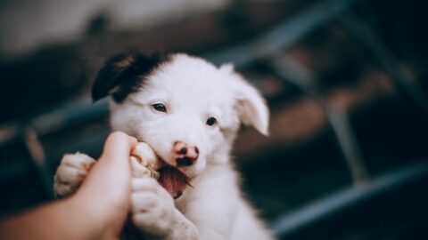 A playful puppy gently mouthing a human hand during a bite inhibition training session