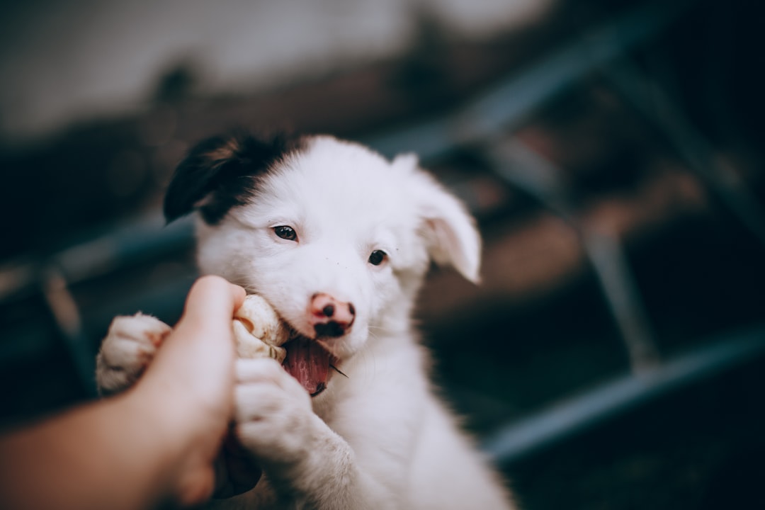 A playful puppy gently mouthing a human hand during a bite inhibition training session